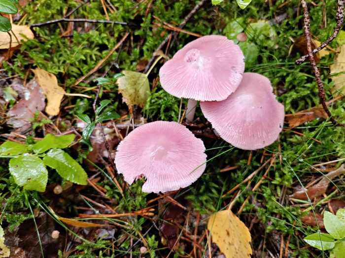 Mycena rosea – Rosa Rettich-Helmling, ganz typische, rosafarbige Hüte