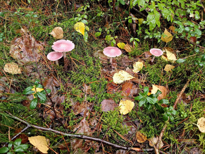 Mycena rosea – Rosa Rettich-Helmling, der kräftige Rosaton und der kräftige Rettichgeruch gab den Namen