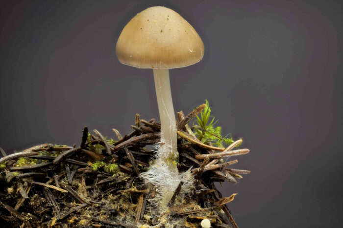 Mycena strobilicola – Fichtenzapfen-Helmling, alle typischen Merkmale der Art sind zu sehen