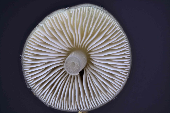 Mycena strobilicola – Fichtenzapfen-Helmling, Blick auf die Lamellen