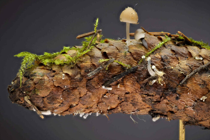 Mycena strobilicola – Fichtenzapfen-Helmling, die Pilze wachsen zu mehreren direkt auf Fichtenzapfen
