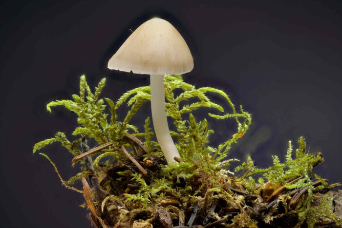 Mycena strobilicola – Fichtenzapfen-Helmling, Makroaufnahme eines Fruchtkörpers
