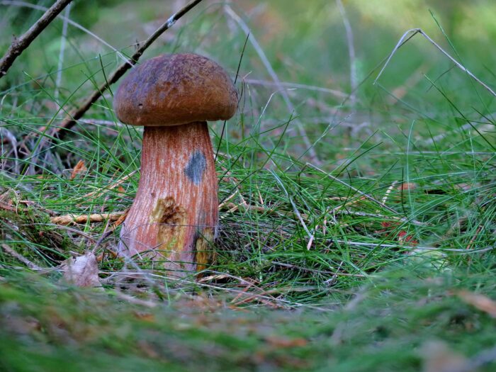 Neoboletus erythropus – Flockenstieliger Hexen-Röhrling, ein Exemplar mit typischer dunkler Hutfärbung und beflocktem Stiel