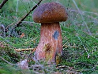 Neoboletus erythropus &ndash; Flockenstieliger Hexen-R&ouml;hrling, typisch ist feine, rote Beflockung auf dem Stiel