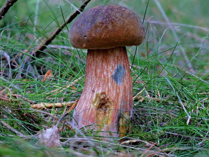 Neoboletus erythropus – Flockenstieliger Hexen-Röhrling, typisch ist feine, rote Beflockung auf dem Stiel