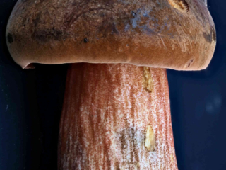 Neoboletus erythropus &ndash; Flockenstieliger Hexen-R&ouml;hrling, man erkennt sehr gut die feine Beflockung des Stieles