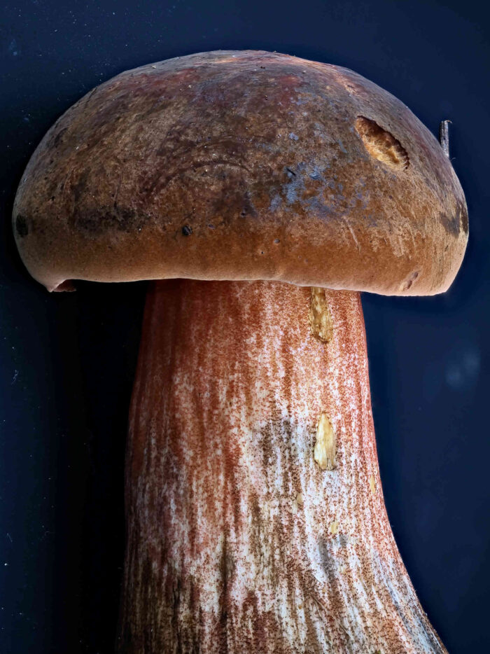 Neoboletus erythropus – Flockenstieliger Hexen-Röhrling, man erkennt sehr gut die feine Beflockung des Stieles