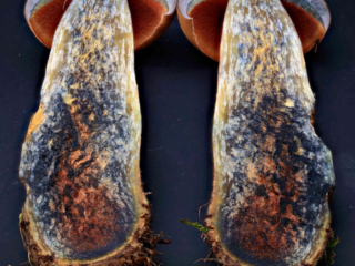 Neoboletus erythropus &ndash; Flockenstieliger Hexen-R&ouml;hrling, im Schnittbild verf&auml;rbst sich das Fleisch dunkelblau