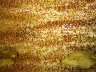 Neoboletus erythropus &ndash; Flockenstieliger Hexen-R&ouml;hrling, die roten Flocken des Stieles im Makrobild