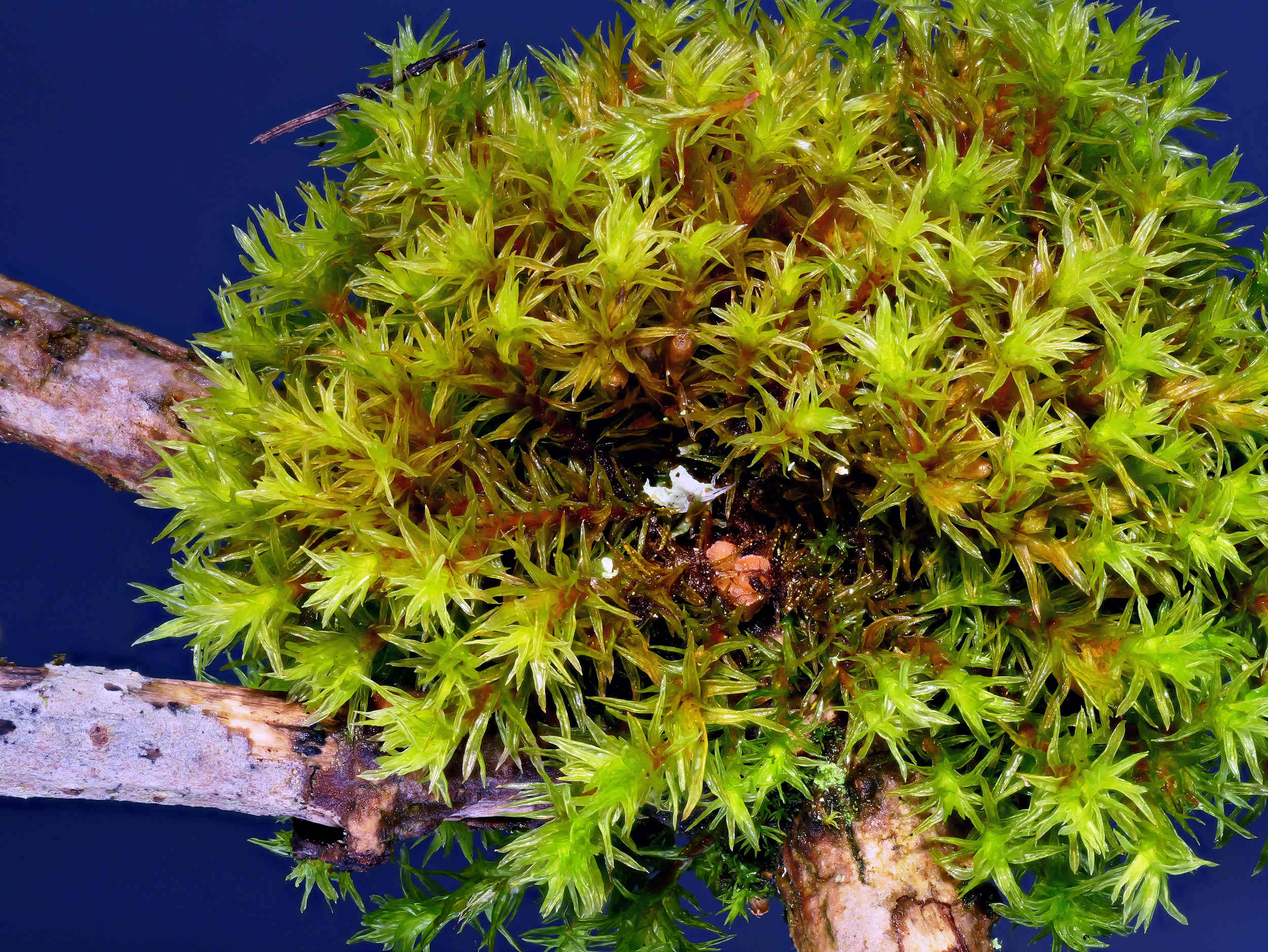 Octospora affinis – Moosbecherling