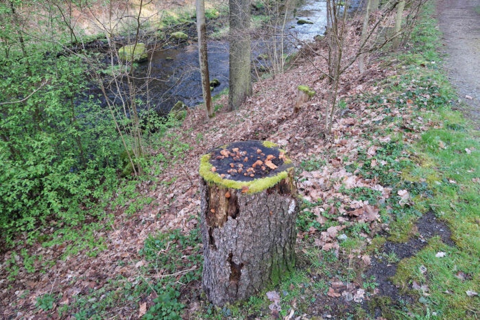 Osmoporus odoratus – Fenchelporling, Fundort ist ein Fichtenstumpf am Wegrand