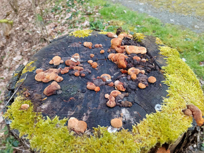 Osmoporus odoratus – Fenchelporling, Gruppe auf einem Fichtenstumpf