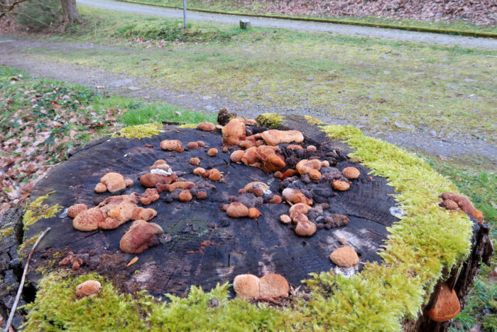 Osmoporus odoratus – Fenchelporling, eher untypisch ist das Wachstum auf waagerechter Oberfläche