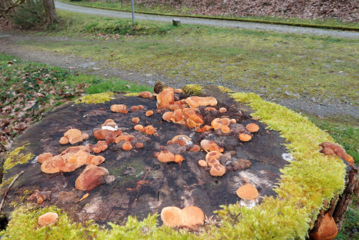 Osmoporus odoratus – Fenchelporling, typisch ist ein kräftiger Geruch nach Anis / Fenchel