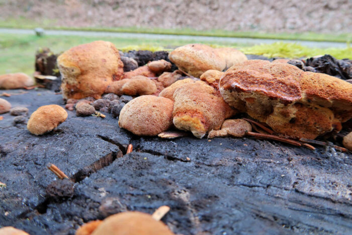 Osmoporus odoratus – Fenchelporling, typisch ist die braunrote Färbung