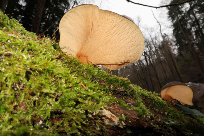 Panellus serotinus – Gelbstieliger Muschelseitling, der Blick unter den Hut zeigt den gelben Stiel, also ist es kein Austernseitling