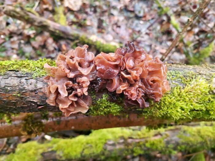 Phaeotremella foliacea – Rotbrauner Zitterling, die Konsistenz des bräunlichen Fleisches ist zäh-gallertig