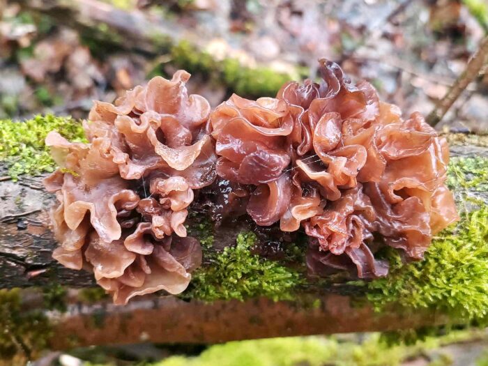 Phaeotremella foliacea – Rotbrauner Zitterling, wächst ausschließlich auf totem Nadelholz