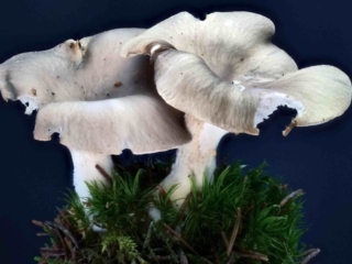 Pleurotus ostreatus &ndash; Austernseitling, der Grauton des Hutes kann von hell- bis dunkelgrau variieren