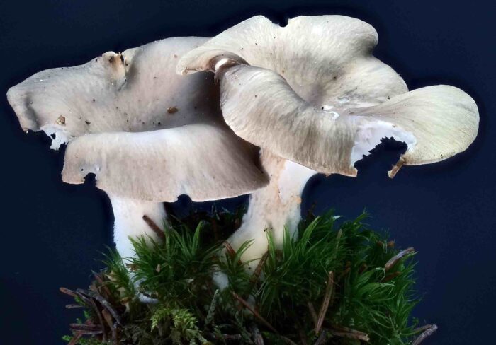Pleurotus ostreatus – Austernseitling, der Grauton des Hutes kann von hell- bis dunkelgrau variieren