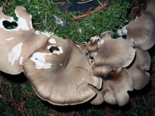 Pleurotus ostreatus &ndash; Austernseitling, selten wachsen diese Pilze auch auf Nadelholz