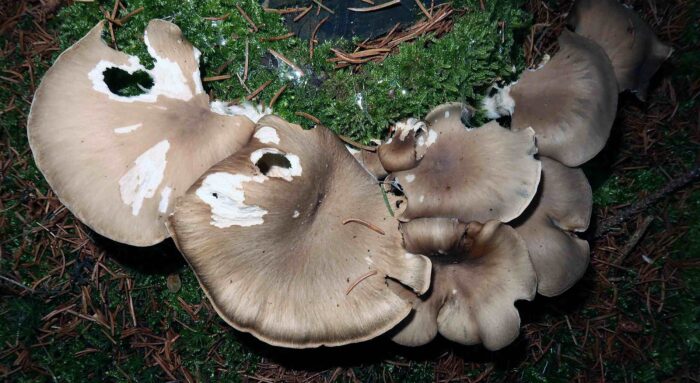 Pleurotus ostreatus – Austernseitling, selten wachsen diese Pilze auch auf Nadelholz