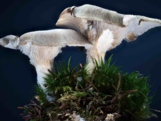Pleurotus ostreatus &ndash; Austernseitling, Studiophoto zweier Pilze