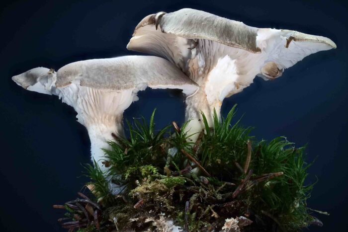 Pleurotus ostreatus – Austernseitling, Studiophoto zweier Pilze