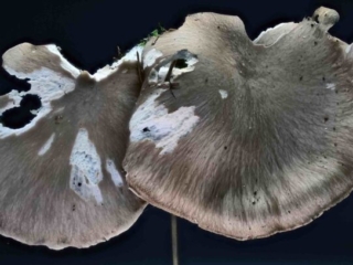 Pleurotus ostreatus &ndash; Austernseitling, typisches Erscheinungsbild