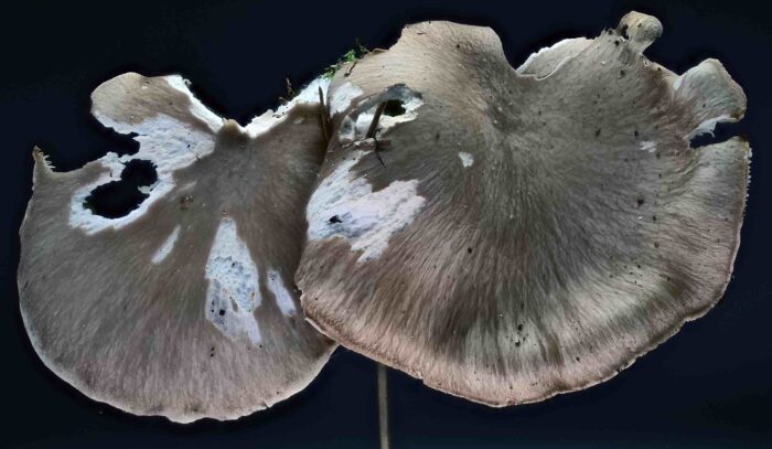 Pleurotus ostreatus – Austernseitling, typisches Erscheinungsbild