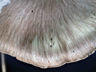 Pleurotus ostreatus &ndash; Austernseitling, die Hutoberfl&auml;che erscheint leicht faserig