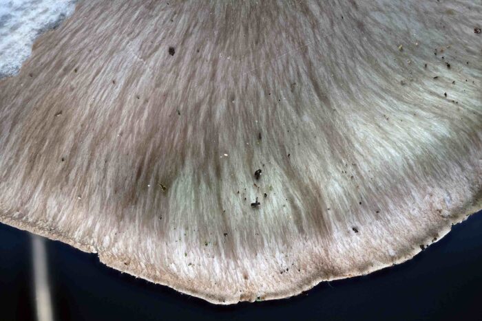 Pleurotus ostreatus – Austernseitling, die Hutoberfläche erscheint leicht faserig