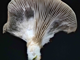 Pleurotus ostreatus &ndash; Austernseitling, die Lamellen laufen bis zum kurzen, filzigen Stiel
