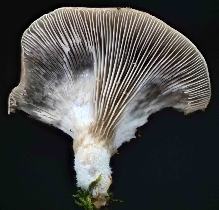 Pleurotus ostreatus – Austernseitling, die Lamellen laufen bis zum kurzen, filzigen Stiel