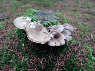 Pleurotus ostreatus &ndash; Austernseitling, Fundort habe Syrau auf einem Fichtenstumpf
