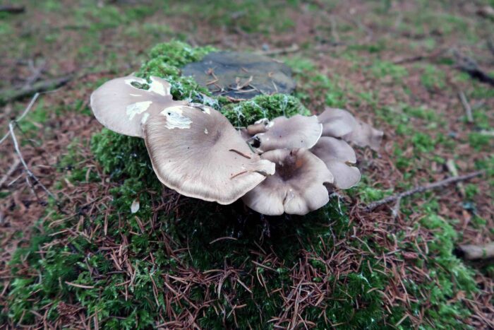 Pleurotus ostreatus – Austernseitling, Fundort habe Syrau auf einem Fichtenstumpf