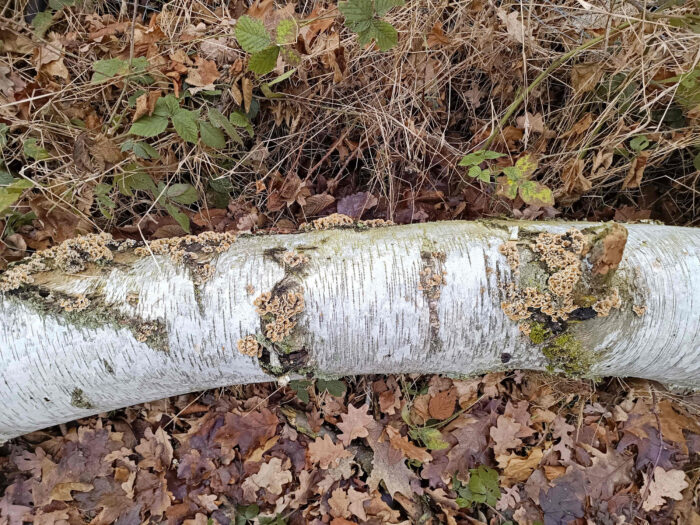 Plicatura crispa – Krauser Adernzähling, im Winterhalbjahr häufig in großen Gruppen auf Totholz zu finden