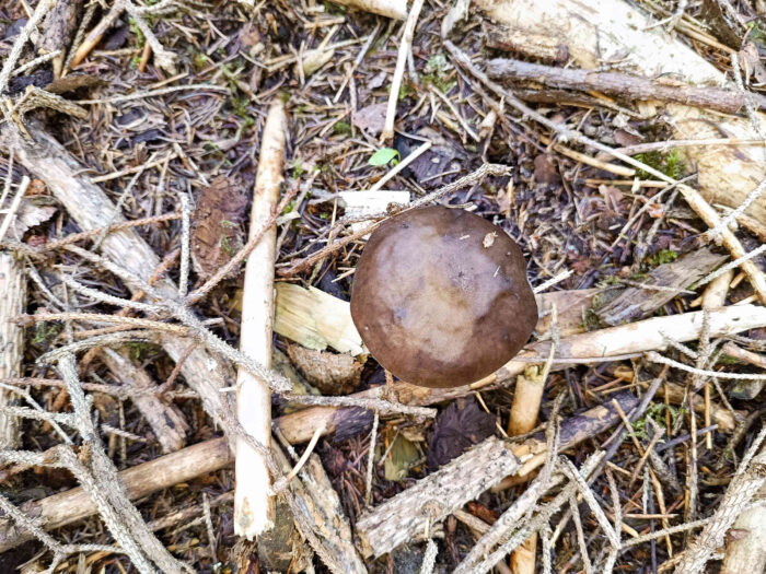 Pluteus cervinus – Rehbrauner Dachpilz, die Hutfarbe ist in den Brauntönen variabel