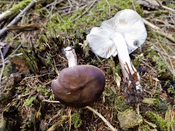 Pluteus cervinus – Rehbrauner Dachpilz, anfangs sind die Lamellen weiß, später durch das Sporenpulver rosa