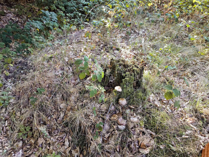 Pluteus cervinus – Rehbrauner Dachpilz, Fundort am Waldrand auf einem Baumstumpf