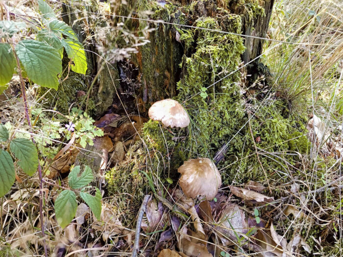 Pluteus cervinus – Rehbrauner Dachpilz, der Saprobiont wächst auf Totholz