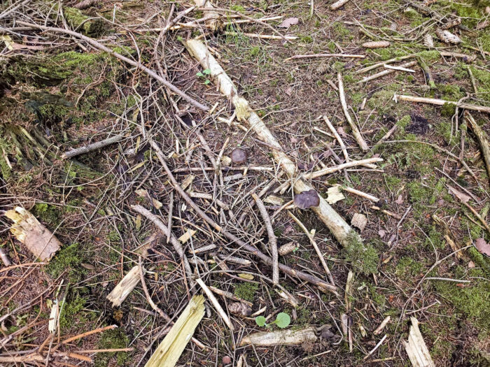 Pluteus cervinus – Rehbrauner Dachpilz, Fundort auf Holzresten von der Forstwirtschaft