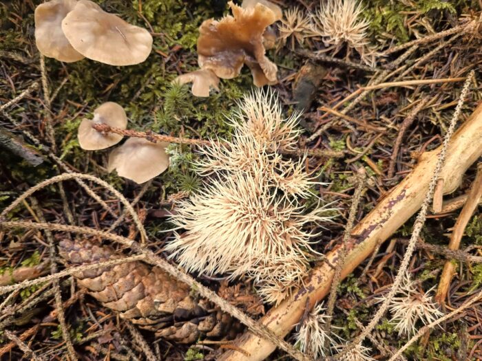 Pterula multifida – Stinkende Borstenkoralle, durch die fiederige Form und sich teilende Äste leicht zu bestimmen