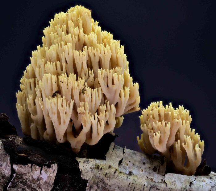 Ramaria stricta – Steife Koralle, junge Exemplare, Äste teilen sich dichotomisch