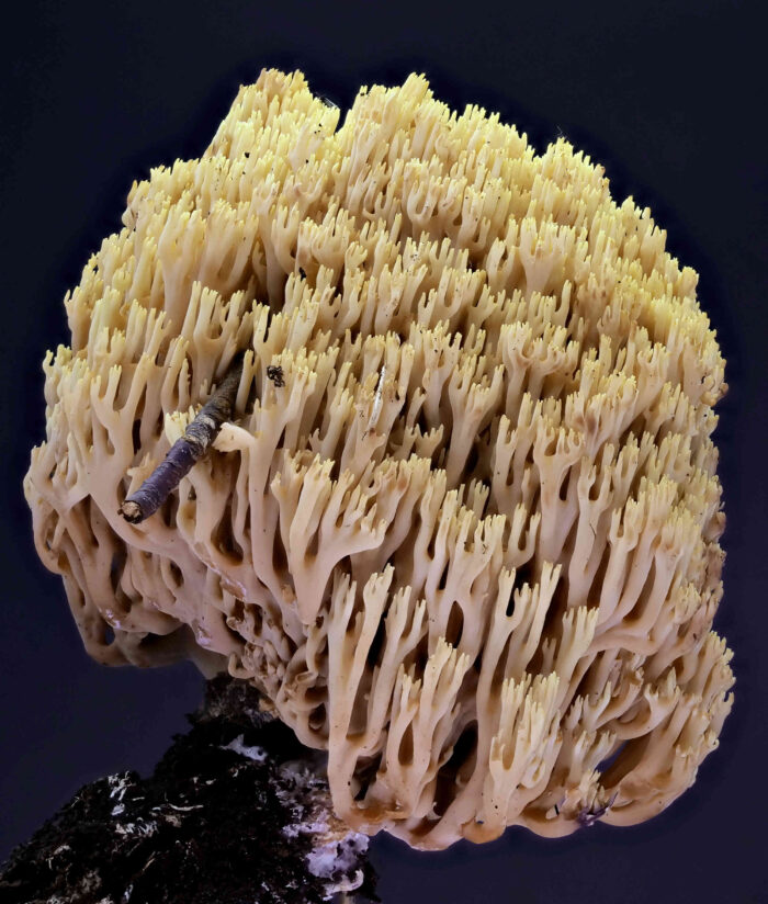 Ramaria stricta – Steife Koralle, dieses Exemplar ist 15 cm hoch