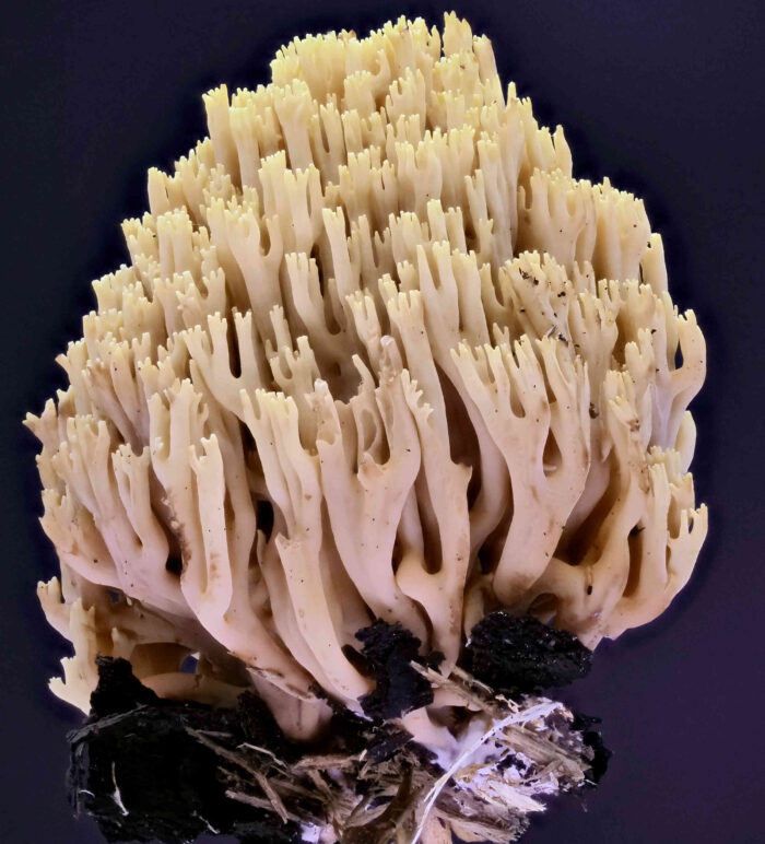 Ramaria stricta – Steife Koralle, junges Exemplar, Studioaufnahme dieser groß werdenden Art