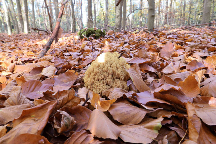 Ramaria stricta – Steife Koralle, Fundort ist ein herbstlicher Buchenwald