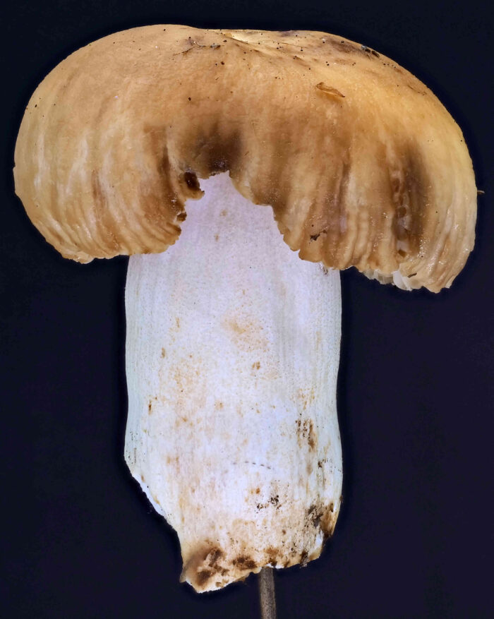 Russula foetens – Stink-Täubling, junges Exemplar mit typischer Braunfärbung