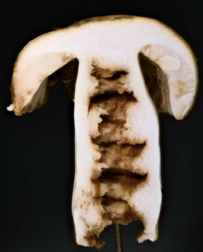 Russula foetens – Stink-Täubling, ein gutes Bestimmungsmerkmal ist der mehrfach gekammerte, hohle Stiel