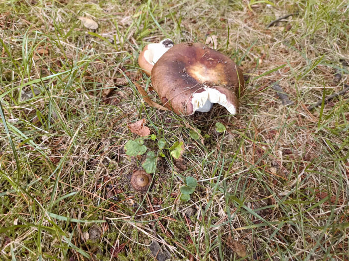 Russula integra – Brauner Leder-Täubling, die Pilze können bis 15 cm erreichen